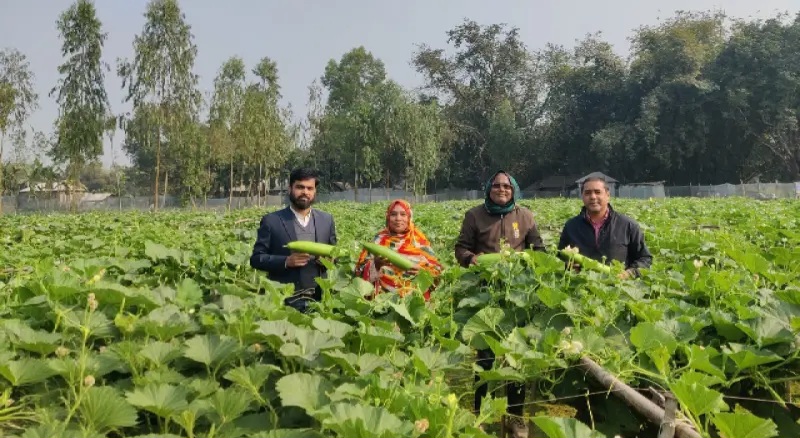 উন্নত জাতের লাউ চাষ করে সফল দিনাজপুরের মিজানুর ছবি : সংগৃহীত বাসস