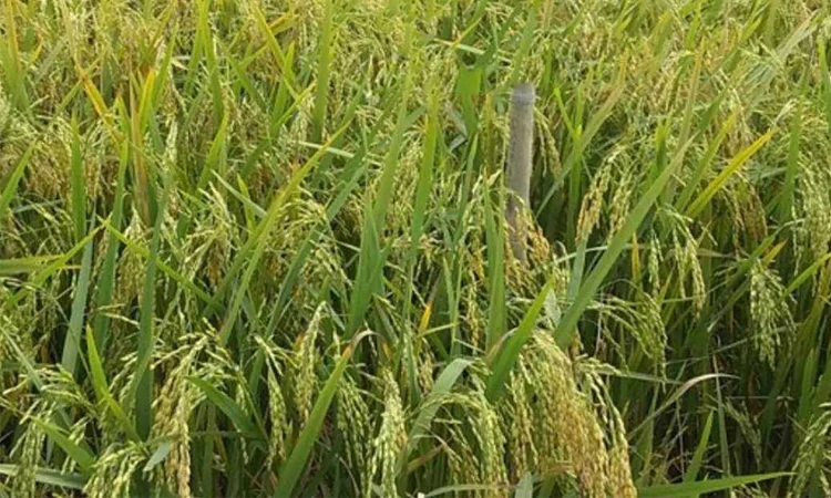 আকস্মিক বন্যার ঝুঁকি মোকাবিলায় হাওরাঞ্চলের কৃষকদের জন্য আশার আলো ব্রি’র নতুন ধান ‘ব্রি ধান-১১৮’